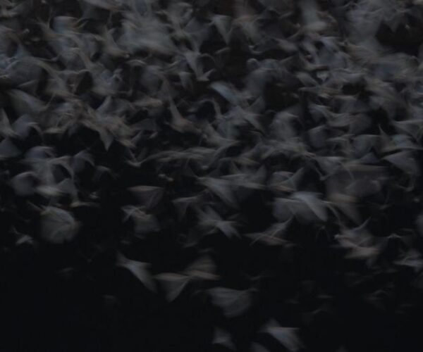 black and white image of bats